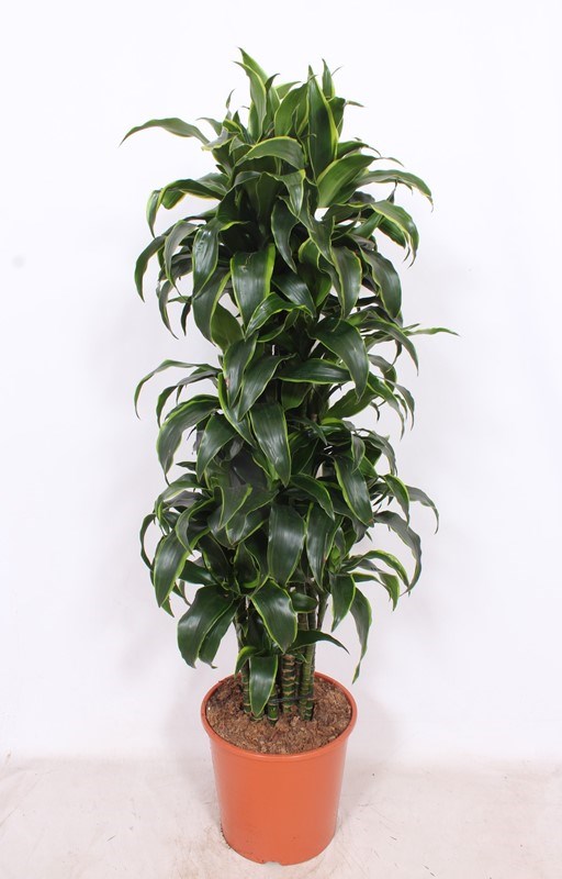 Dracaena Dorado