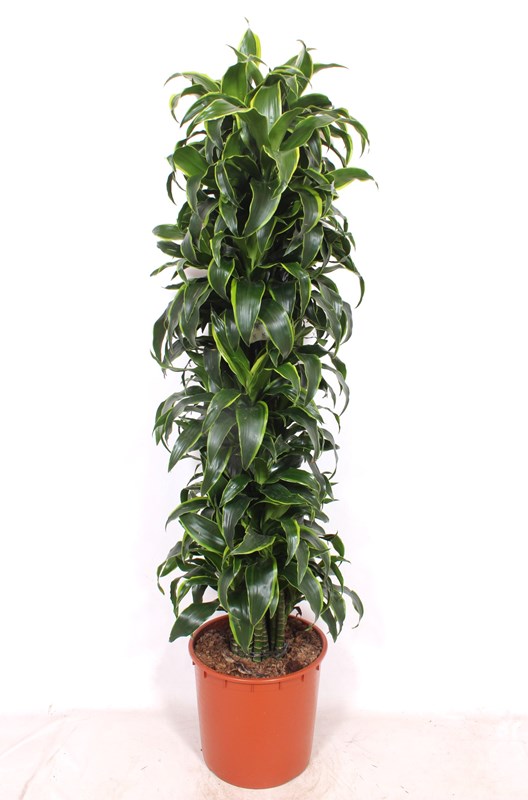 Dracaena Dorado