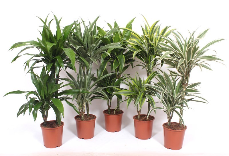 Dracaena fragrans mixkar