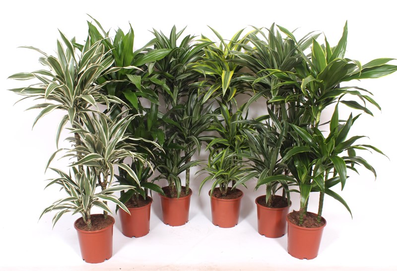 Dracaena fragrans mixkar