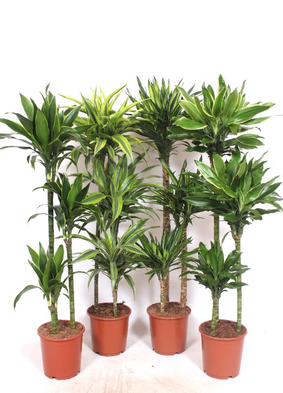 Dracaena fragrans mixkar