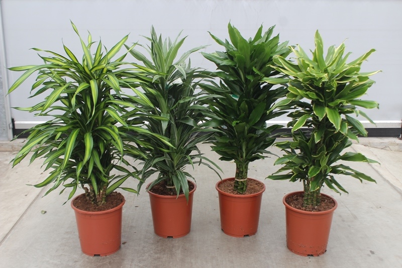 Dracaena fragrans mixkar