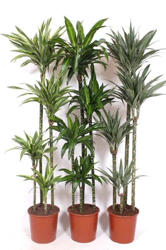 Dracaena fragrans mixkar