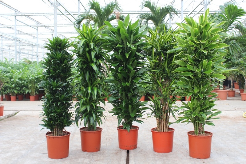 Dracaena fragrans mixkar