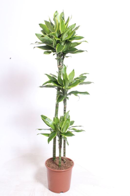 Dracaena Golden Coast