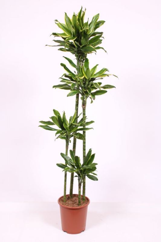 Dracaena Golden Coast