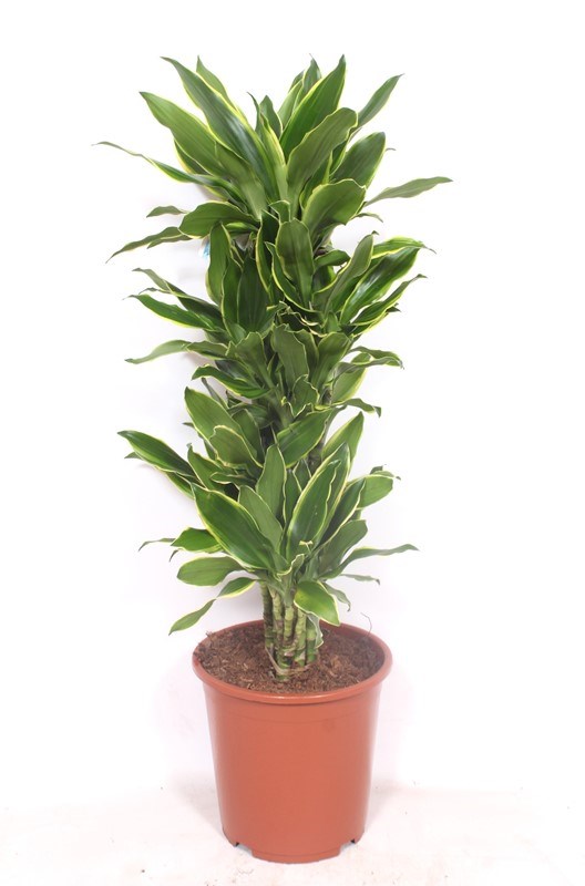 Dracaena Golden Coast