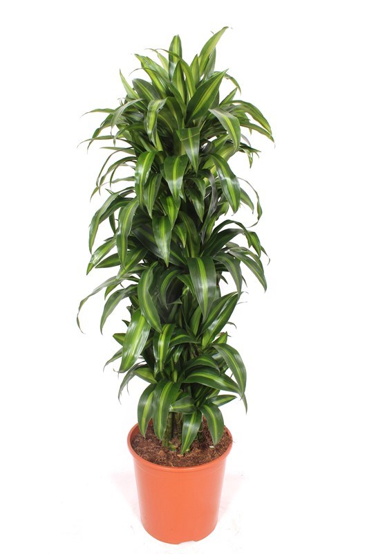 Dracaena Hawaiian Sunshine