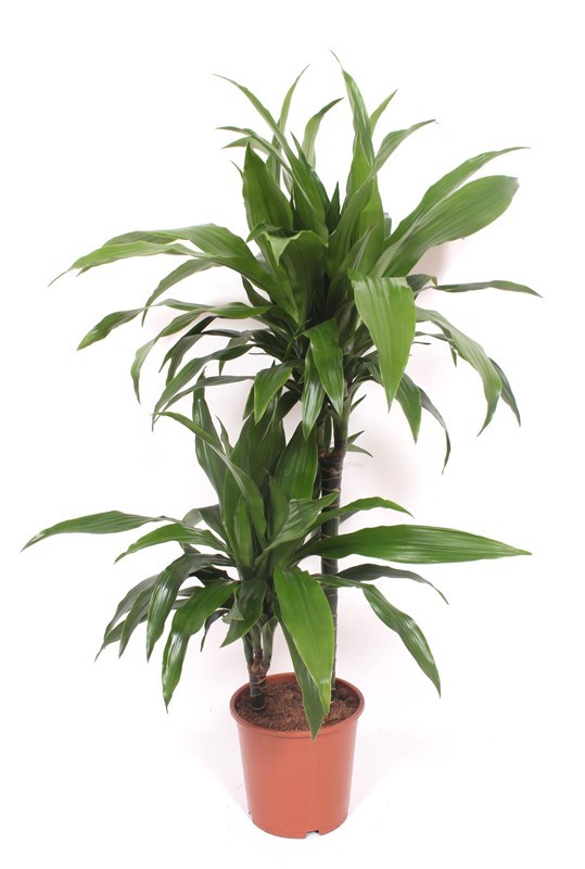 Dracaena Janet Craig