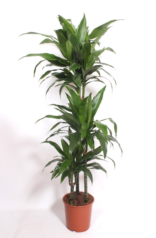 Dracaena Janet Craig
