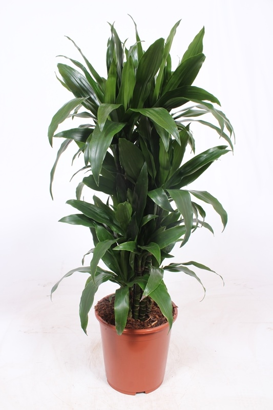 Dracaena Janet Craig