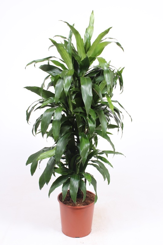 Dracaena Janet Craig
