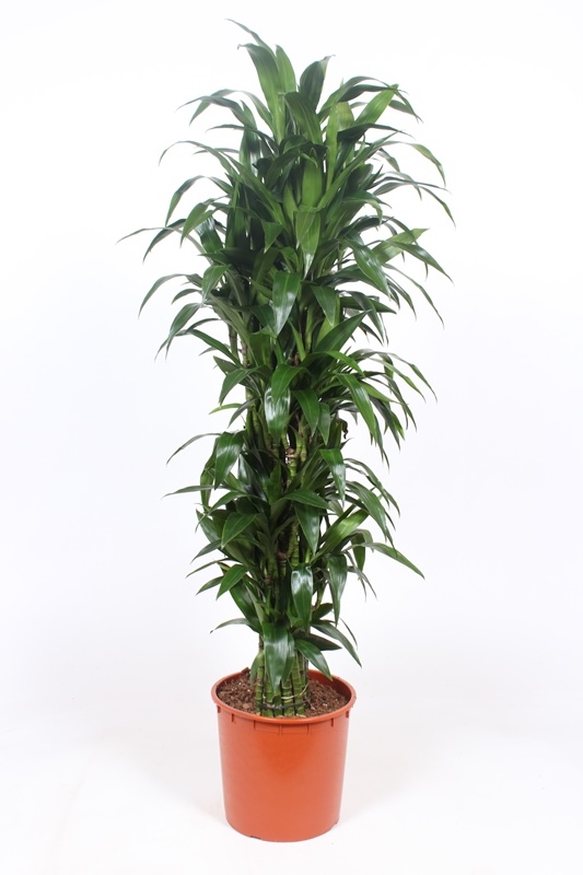 Dracaena Janet Craig