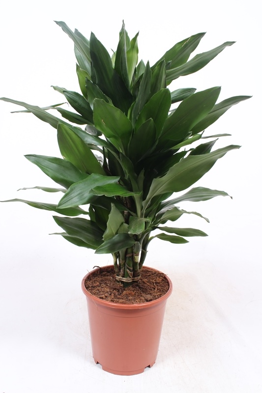 Dracaena Janet Lind