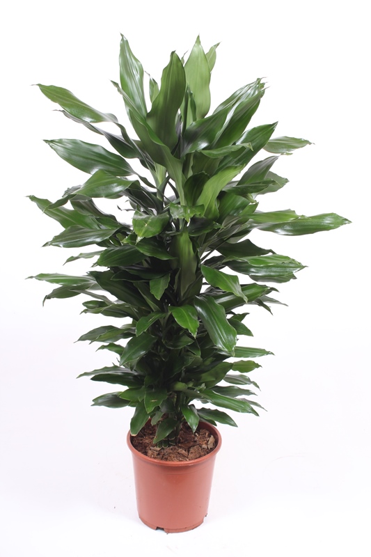 Dracaena Janet Lind