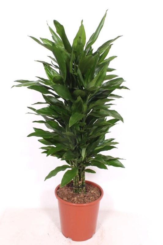 Dracaena Janet Lind