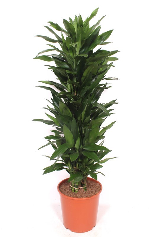 Dracaena Janet Lind
