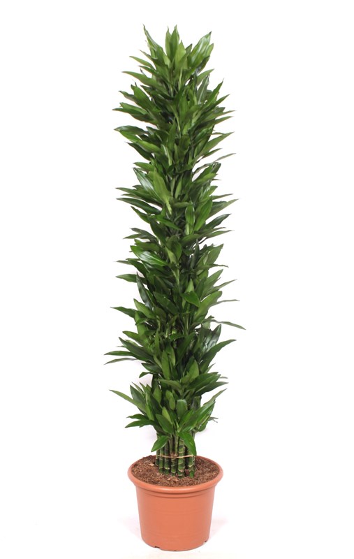 Dracaena Janet Lind