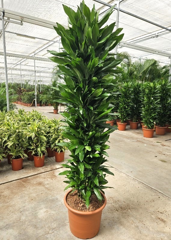 Dracaena Janet Lind