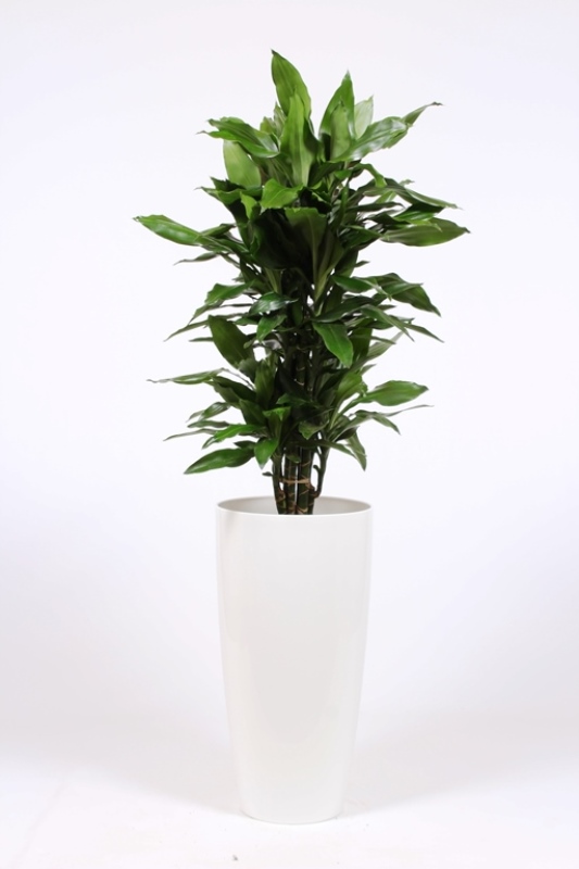 Dracaena Janet Lind