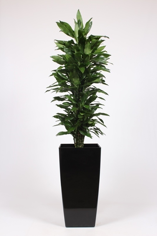 Dracaena Janet Lind