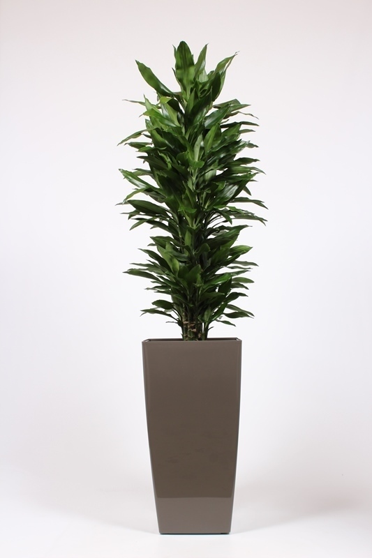 Dracaena Janet Lind