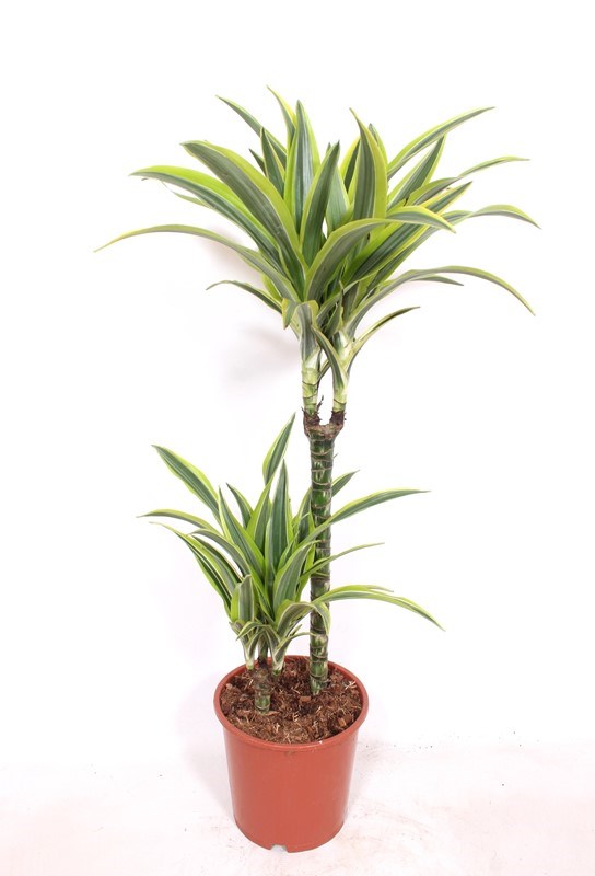 Dracaena Lemon Lime