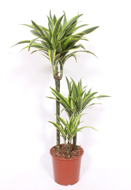 Dracaena Lemon Lime