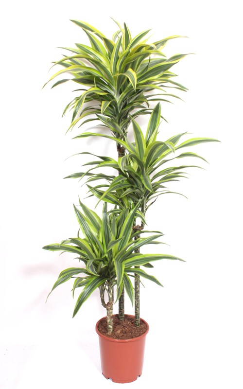 Dracaena Lemon Lime