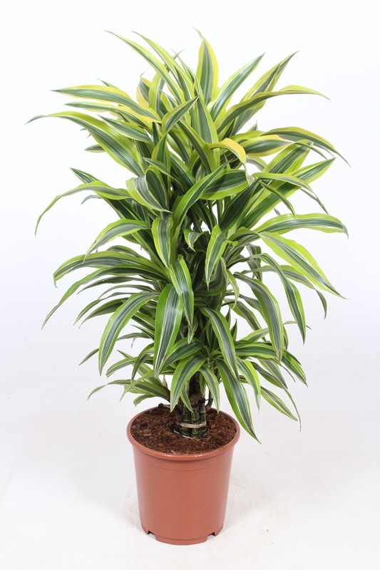 Dracaena Lemon Lime