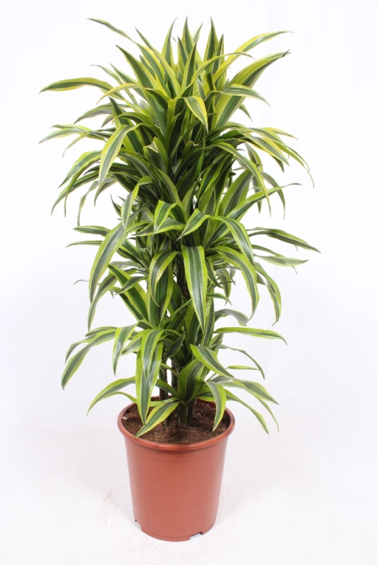 Dracaena Lemon Lime