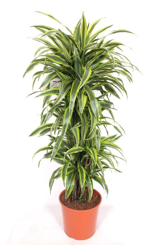 Dracaena Lemon Lime