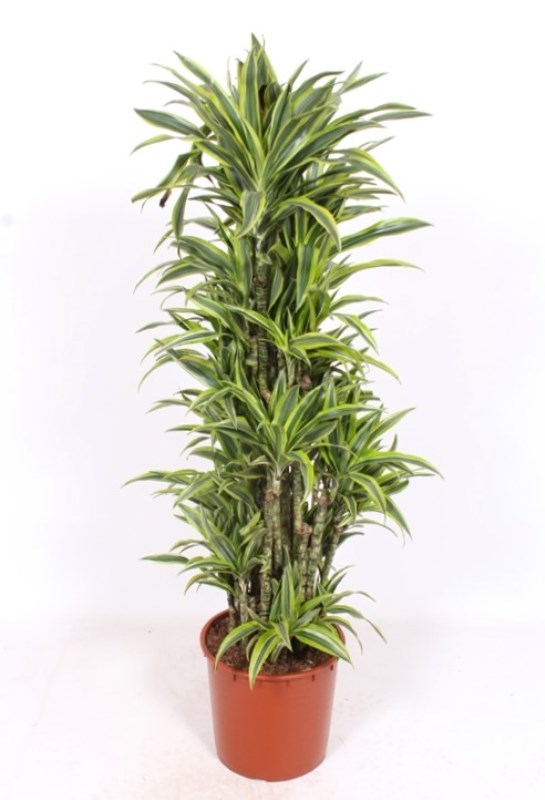 Dracaena Lemon Lime