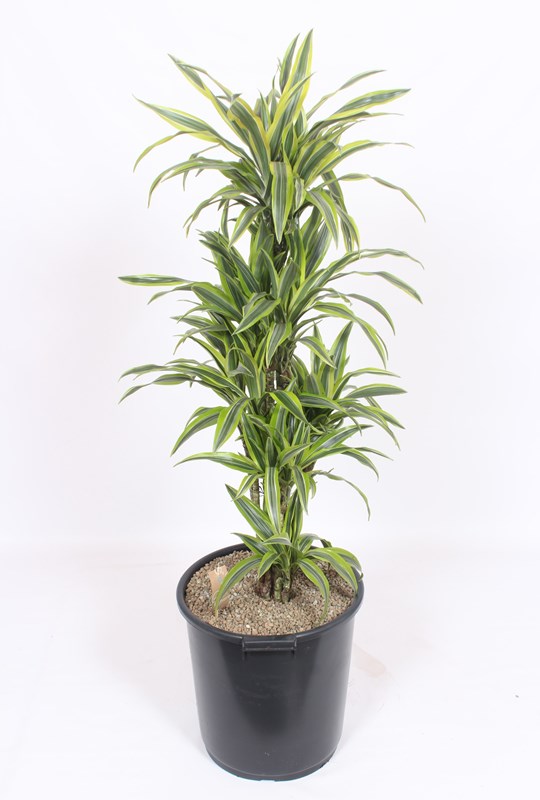 Dracaena Lemon Lime