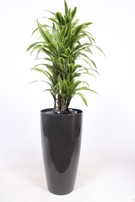 Dracaena Lemon Lime