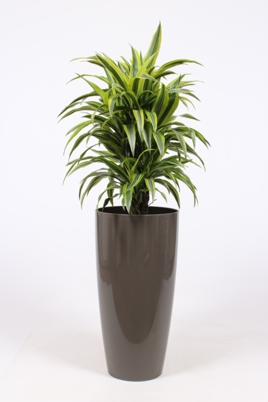 Dracaena Lemon Lime
