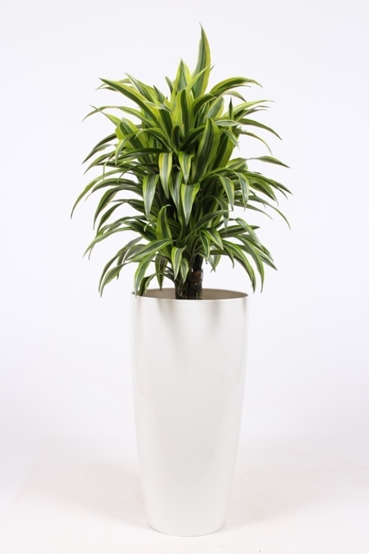 Dracaena Lemon Lime