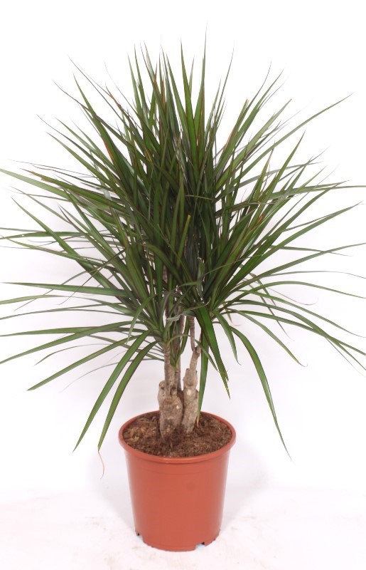 Dracaena marginata