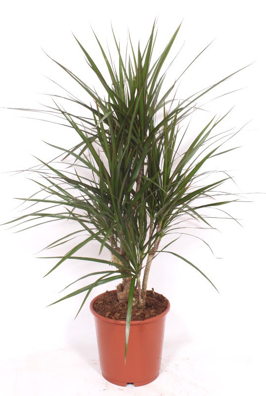 Dracaena marginata