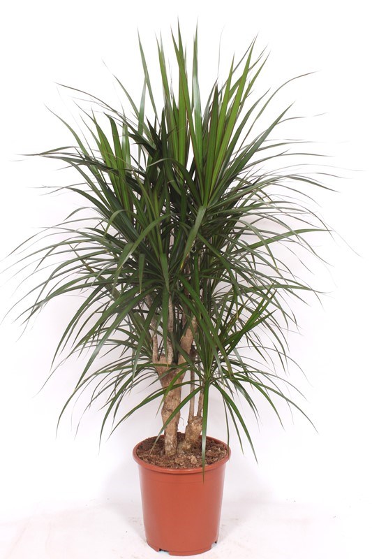 Dracaena marginata