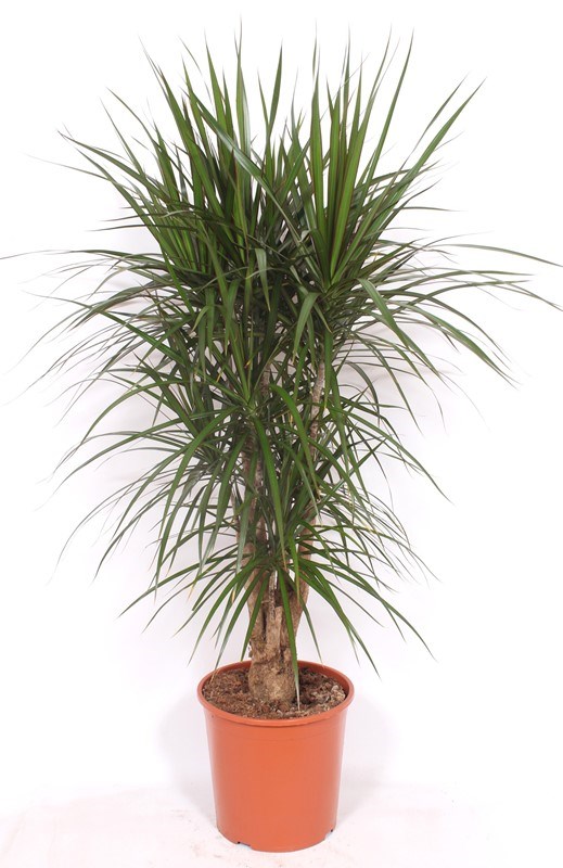 Dracaena marginata