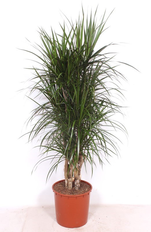 Dracaena marginata