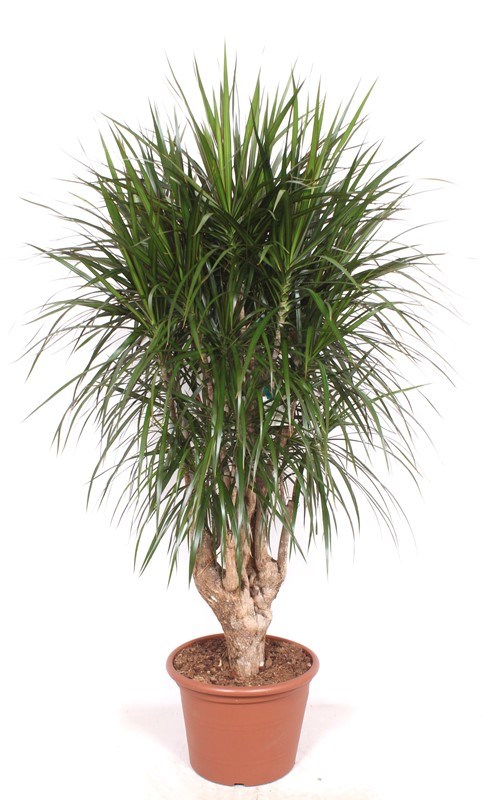Dracaena marginata