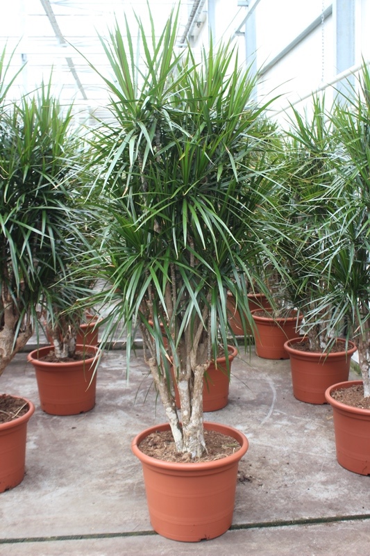 Dracaena marginata