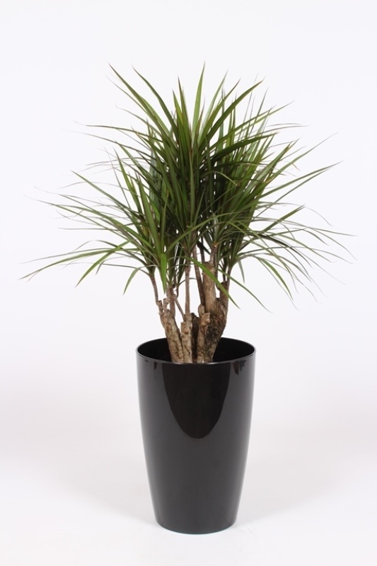 Dracaena marginata