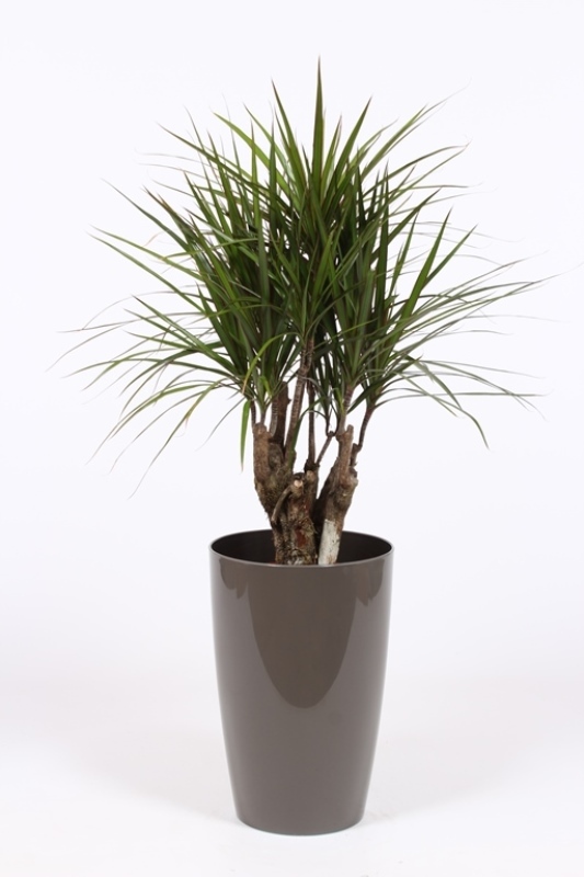 Dracaena marginata