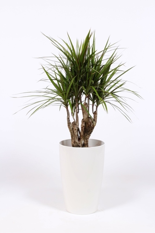 Dracaena marginata