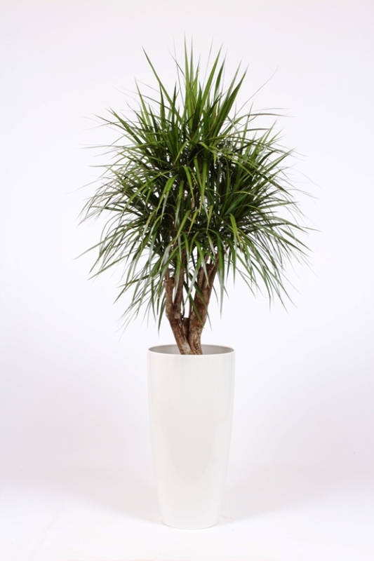 Dracaena marginata