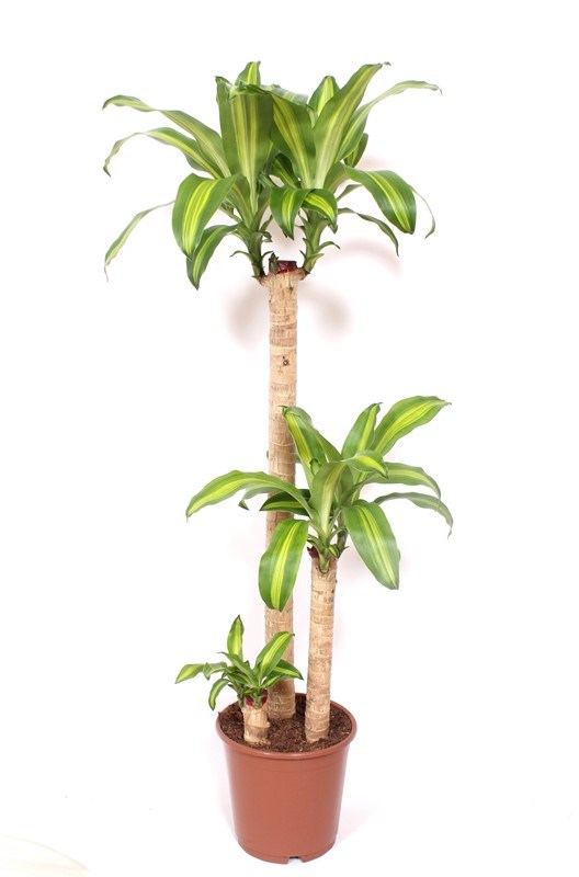 Dracaena Massangeana