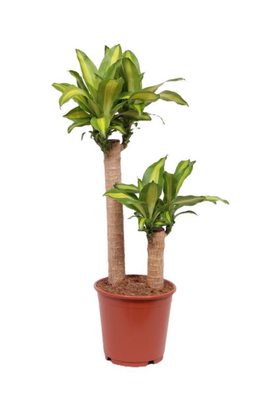 Dracaena Massangeana